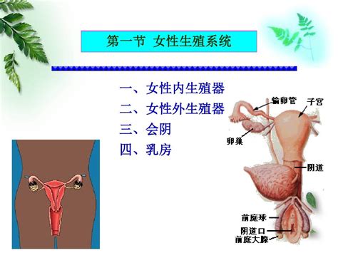 女人性器官|内生殖器